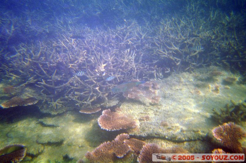 Mots-clés: Kecil Malaysia Perhentian Islands diving paradis paradise plongés scuba