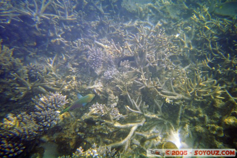 Mots-clés: Kecil Malaysia Perhentian Islands diving paradis paradise plongés scuba