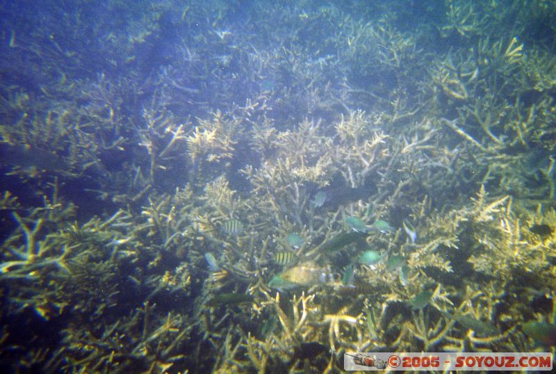 Mots-clés: Kecil Malaysia Perhentian Islands diving paradis paradise plongés scuba