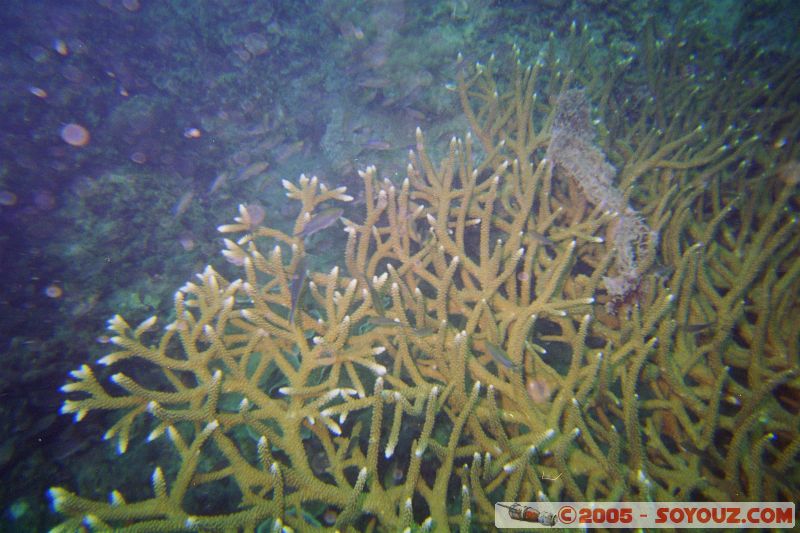 Mots-clés: Kecil Malaysia Perhentian Islands diving paradis paradise plongés scuba