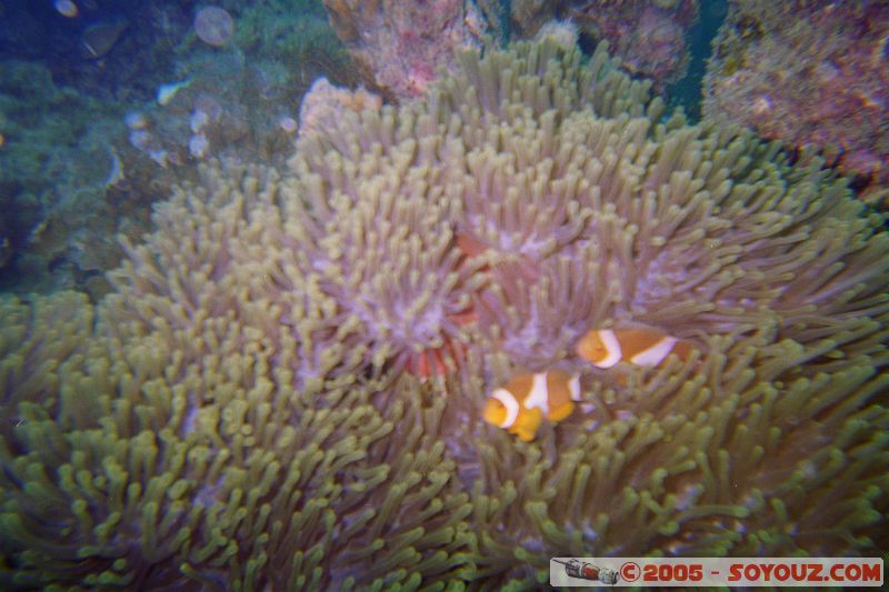 Poisson clown / Clown fish
Mots-clés: Kecil Malaysia Perhentian Islands diving paradis paradise plongés scuba
