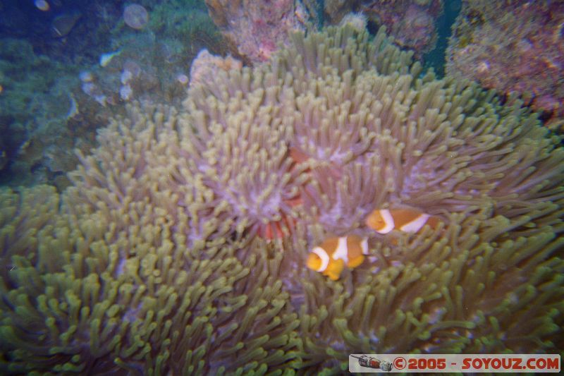 Poisson clown / Clown fish
Mots-clés: Kecil Malaysia Perhentian Islands diving paradis paradise plongés scuba