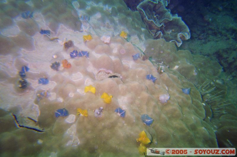 Serpules jaunes et bleus
Mots-clés: Kecil Malaysia Perhentian Islands diving paradis paradise plongés scuba