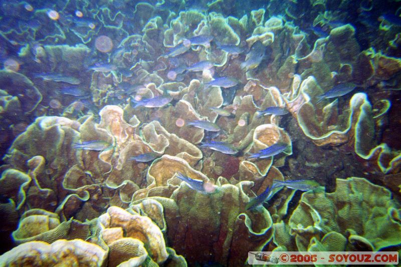 Fish
Mots-clés: Kecil Malaysia Perhentian Islands diving paradis paradise plongés scuba