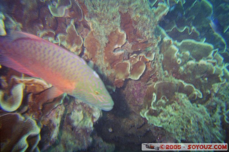 Poisson perroquet
Mots-clés: Kecil Malaysia Perhentian Islands diving paradis paradise plongés scuba