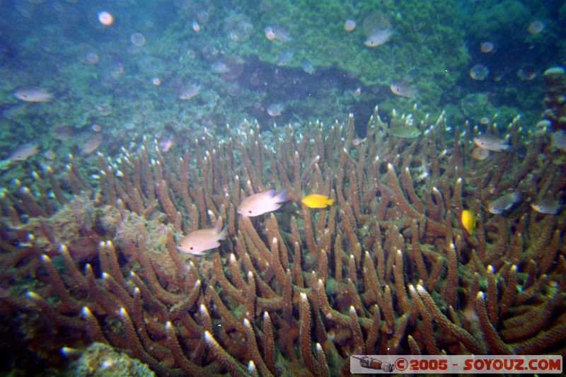 Mots-clés: Kecil Malaysia Perhentian Islands diving paradis paradise plongés scuba
