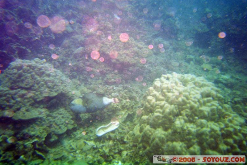 Mots-clés: Kecil Malaysia Perhentian Islands diving paradis paradise plongés scuba