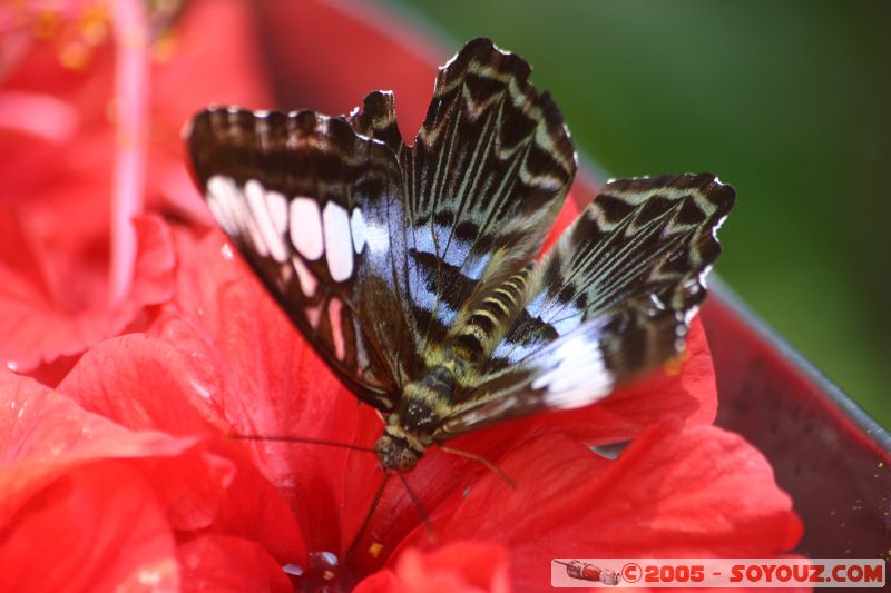 Mots-clés: Kuala Lumpur Malaysia butterflies butterfly butterfly farm papillon papillons