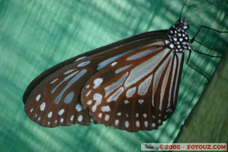 Mots-clés: Kuala Lumpur Malaysia butterflies butterfly butterfly farm papillon papillons