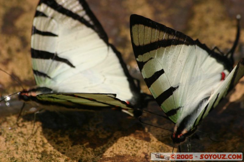 Mots-clés: Kuala Lumpur Malaysia butterflies butterfly butterfly farm papillon papillons