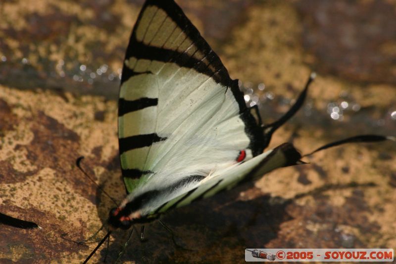 Mots-clés: Kuala Lumpur Malaysia butterflies butterfly butterfly farm papillon papillons