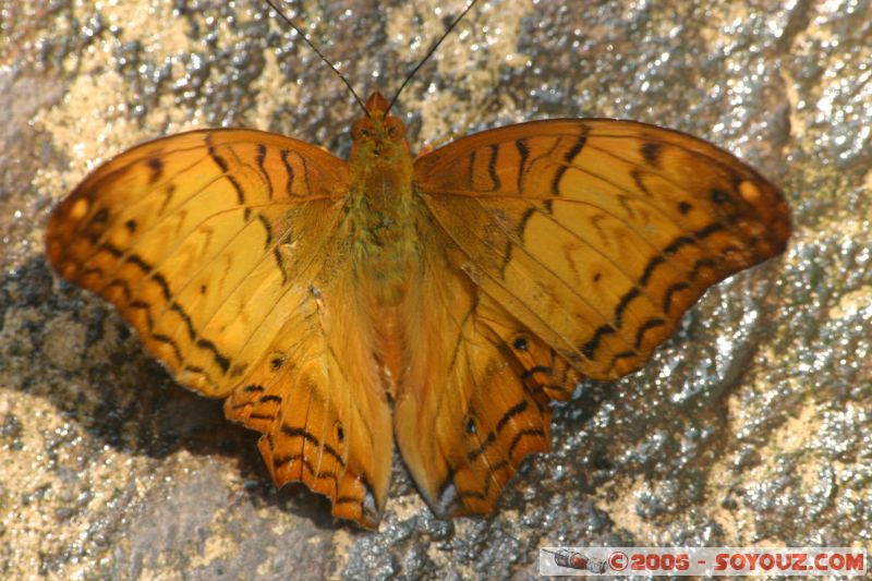 Mots-clés: Kuala Lumpur Malaysia butterflies butterfly butterfly farm papillon papillons