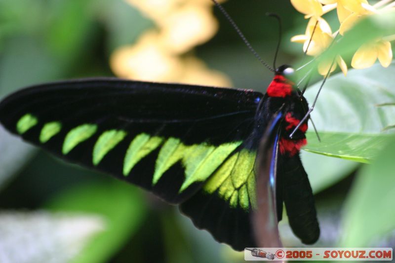 Mots-clés: Kuala Lumpur Malaysia butterflies butterfly butterfly farm papillon papillons