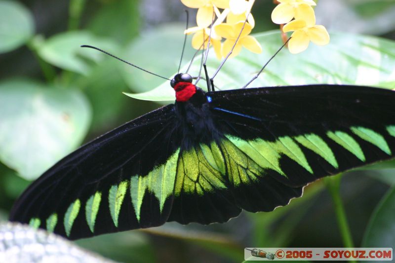 Mots-clés: Kuala Lumpur Malaysia butterflies butterfly butterfly farm papillon papillons