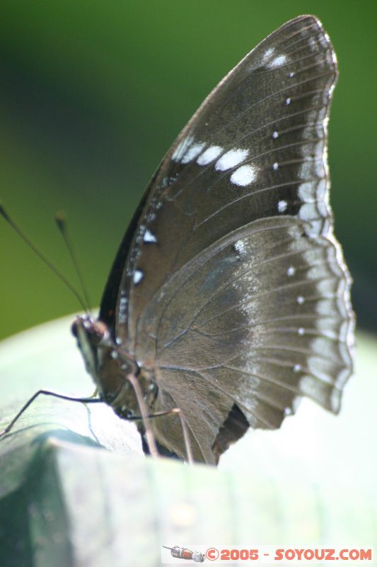 Mots-clés: Kuala Lumpur Malaysia butterflies butterfly butterfly farm papillon papillons