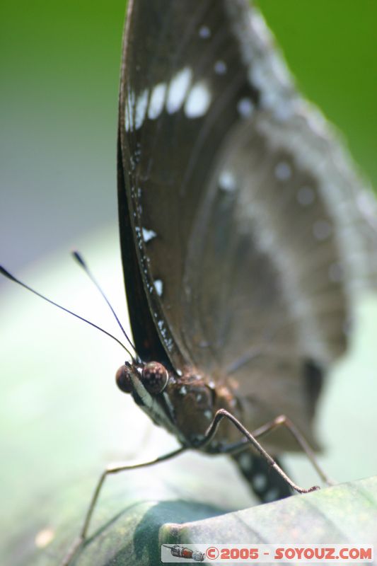 Mots-clés: Kuala Lumpur Malaysia butterflies butterfly butterfly farm papillon papillons