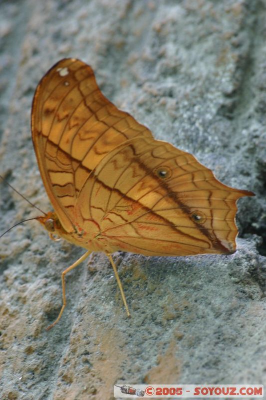 Mots-clés: Kuala Lumpur Malaysia butterflies butterfly butterfly farm papillon papillons