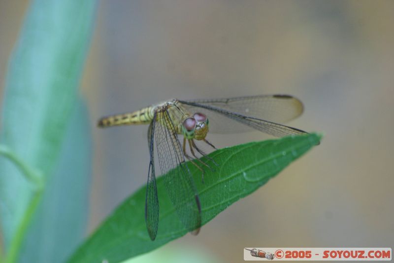 Libellule / Firefly
Mots-clés: Kuala Lumpur Malaysia butterflies butterfly butterfly farm papillon papillons