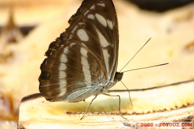 Mots-clés: Kuala Lumpur Malaysia butterflies butterfly butterfly farm papillon papillons