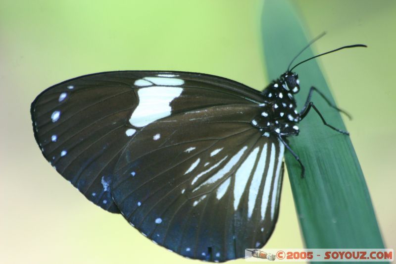 Mots-clés: Kuala Lumpur Malaysia butterflies butterfly butterfly farm papillon papillons