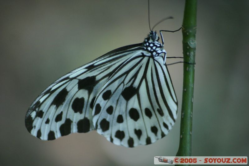 Mots-clés: Kuala Lumpur Malaysia butterflies butterfly butterfly farm papillon papillons