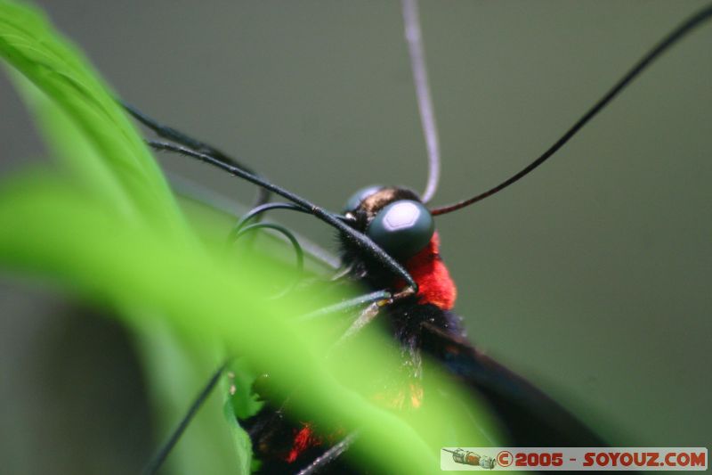 Mots-clés: Kuala Lumpur Malaysia butterflies butterfly butterfly farm papillon papillons