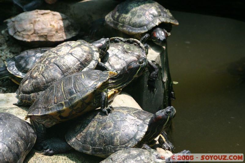 il y avait également des tortues
There was turtles also
Mots-clés: Kuala Lumpur Malaysia butterflies butterfly butterfly farm papillon papillons