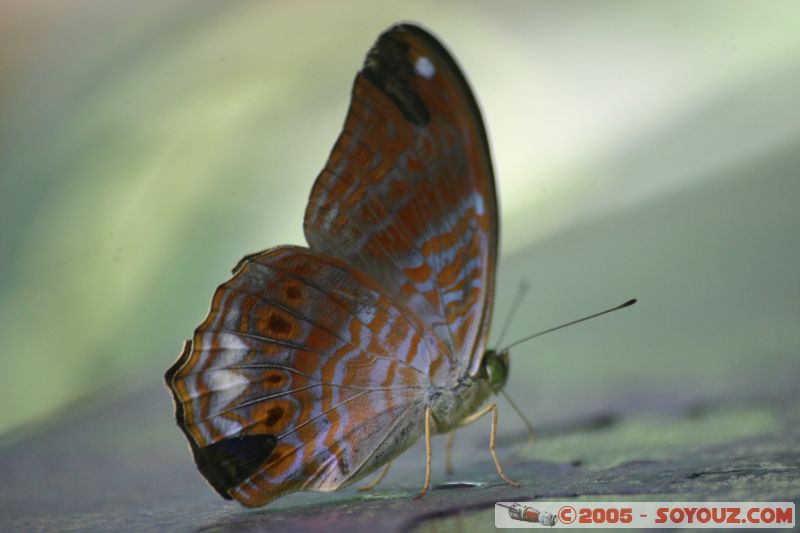 retour aux papillons
lets back to butterfly
Mots-clés: Kuala Lumpur Malaysia butterflies butterfly butterfly farm papillon papillons