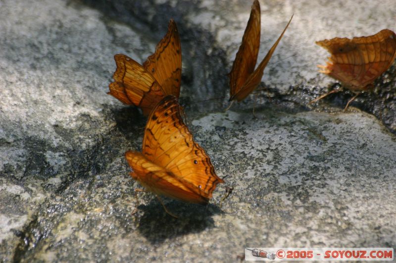 Mots-clés: Kuala Lumpur Malaysia butterflies butterfly butterfly farm papillon papillons