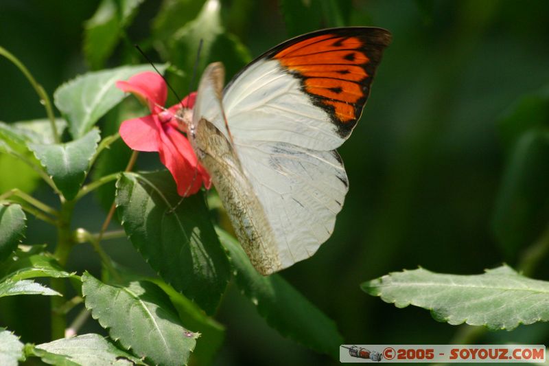 Mots-clés: Kuala Lumpur Malaysia butterflies butterfly butterfly farm papillon papillons