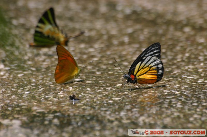 Mots-clés: Kuala Lumpur Malaysia butterflies butterfly butterfly farm papillon papillons