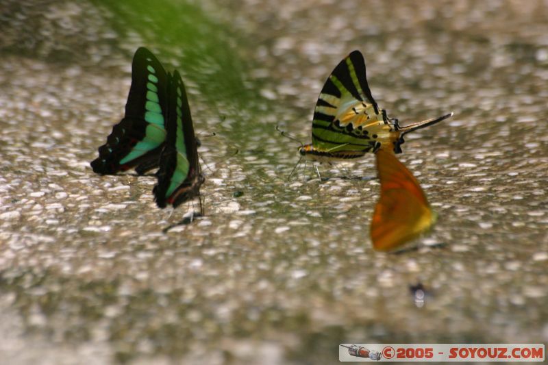 Mots-clés: Kuala Lumpur Malaysia butterflies butterfly butterfly farm papillon papillons