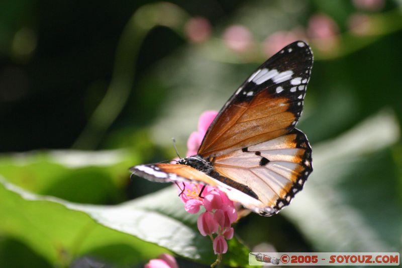 Mots-clés: Kuala Lumpur Malaysia butterflies butterfly butterfly farm papillon papillons