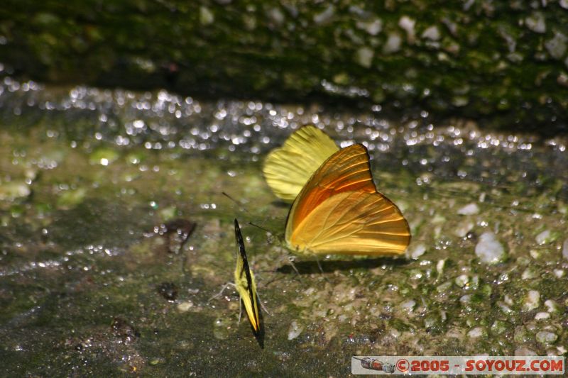 Mots-clés: Kuala Lumpur Malaysia butterflies butterfly butterfly farm papillon papillons