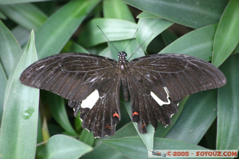 Mots-clés: Kuala Lumpur Malaysia butterflies butterfly butterfly farm papillon papillons