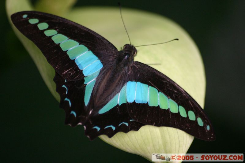 Mots-clés: Kuala Lumpur Malaysia butterflies butterfly butterfly farm papillon papillons