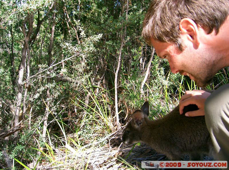 Freycinet National Park
Mots-clés: animals Wallaby animals Australia