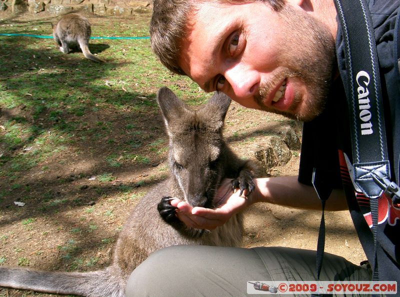 Australian animals - Wallaby
Mots-clés: animals animals Australia Wallaby