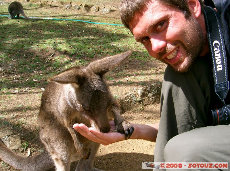 Australian animals - Wallaby
Mots-clés: animals animals Australia Wallaby