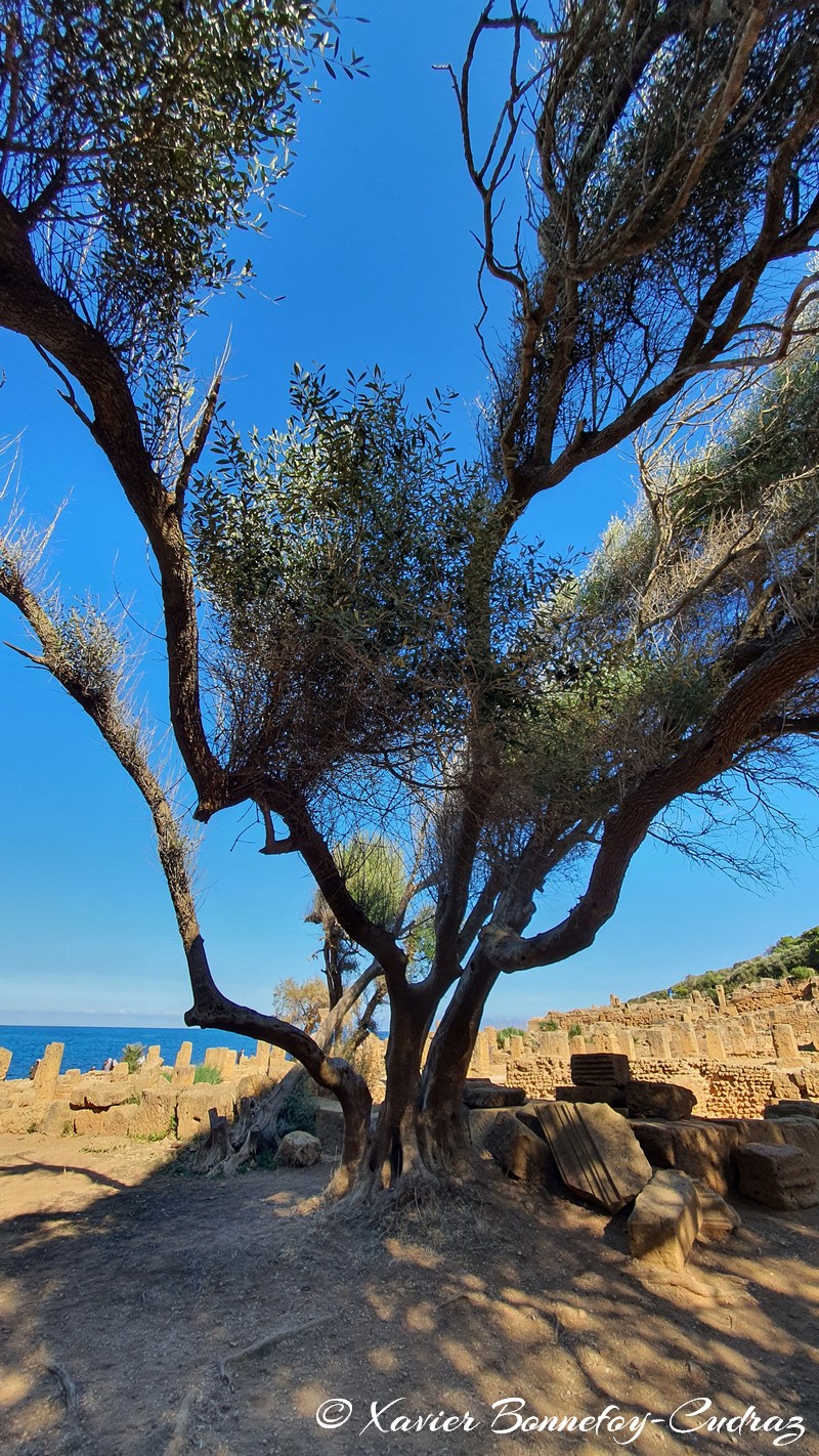 Tipaza - Ruines de Tipasa
Mots-clés: Alg&eacute;rie Bekheira DZA geo:lat=36.59445441 geo:lon=2.44363725 geotagged Tipasa Tipaza DZ