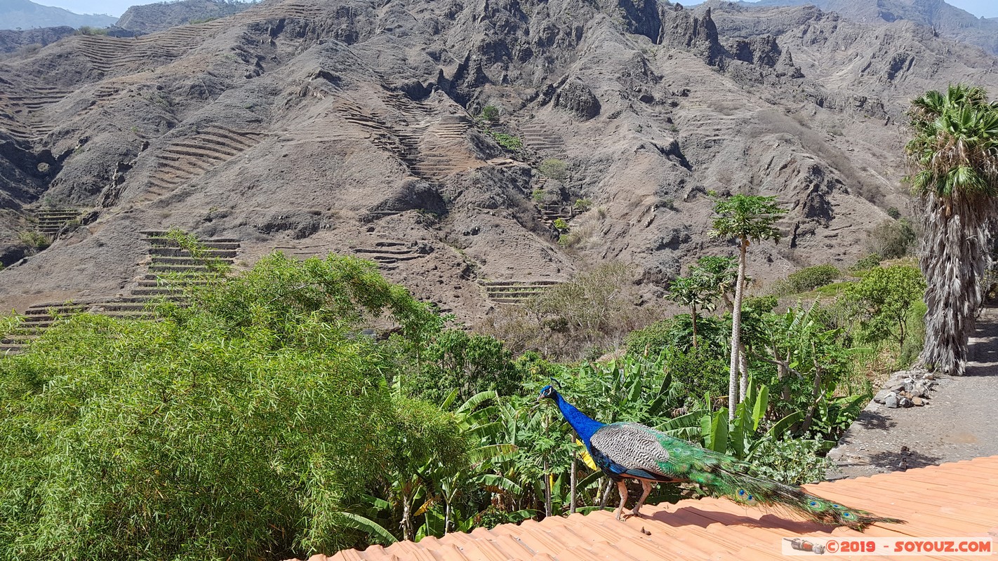Santo Antao - Boca de Coruja
Mots-clés: Santo Antao Boca de Coruja Montagne animals oiseau paon