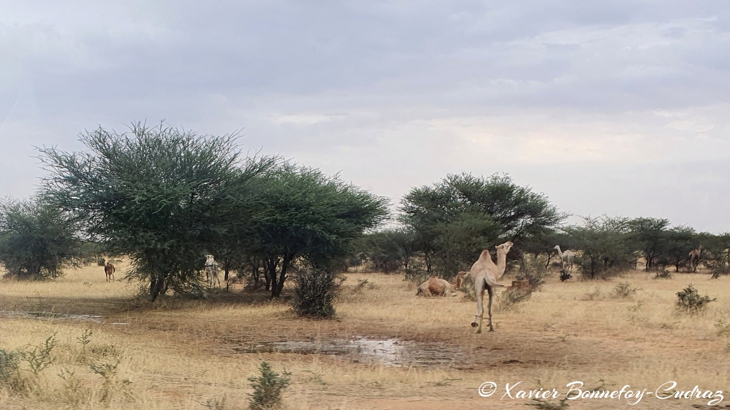 Bassikounou
Mots-clés: Bassikounou geo:lat=15.84993515 geo:lon=-5.99239826 geotagged Hodh ech Chargui Mauritanie MRT