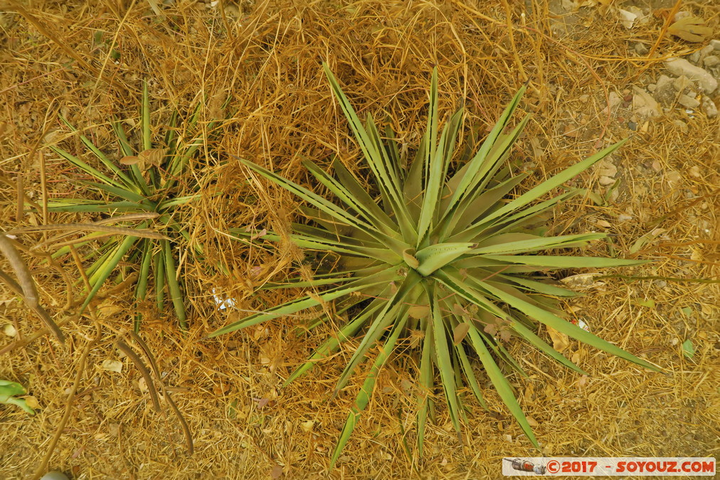 Ile de Gor&eacute;e - Le castel
Mots-clés: geo:lat=14.66462471 geo:lon=-17.39851892 geotagged Gor&eacute;e Region Dakar SEN Senegal Ile de Gor&eacute;e patrimoine unesco Le castel Hdr plante