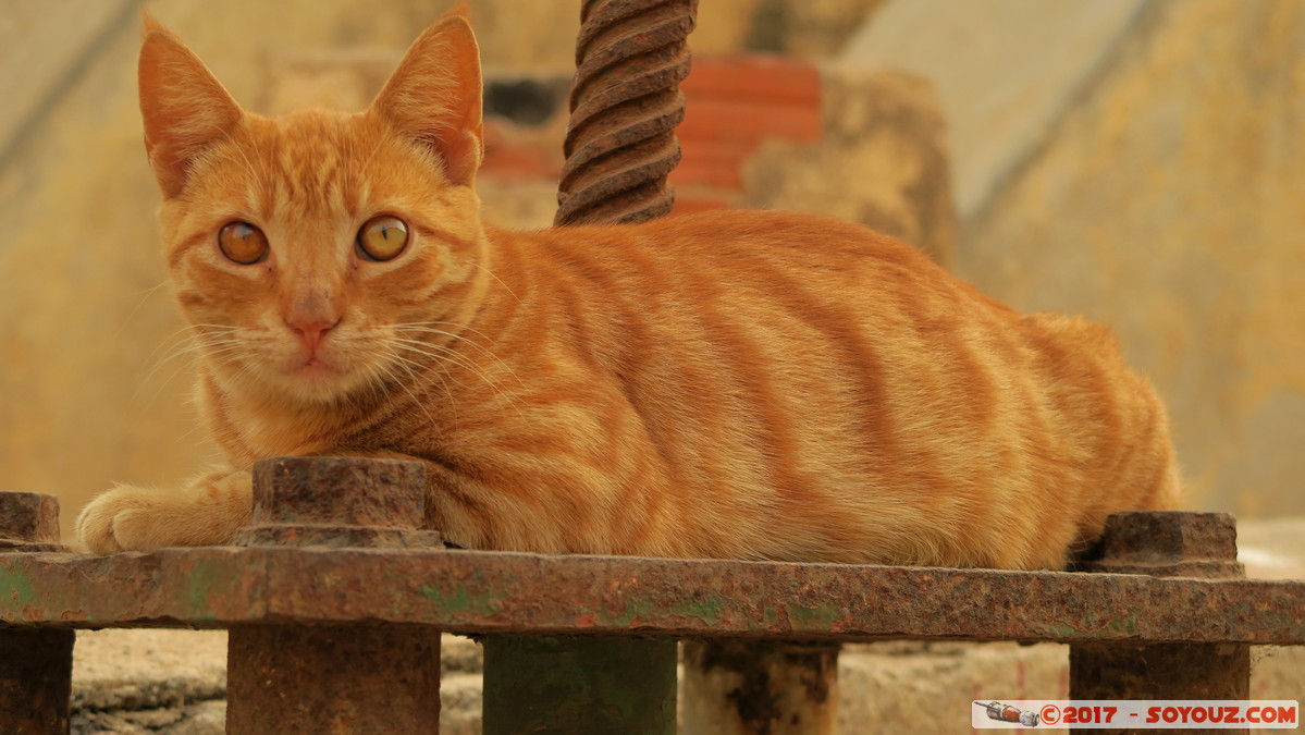 Ile de Gor&eacute;e - Chat
Mots-clés: geo:lat=14.66682771 geo:lon=-17.39938796 geotagged Gor&eacute;e Region Dakar SEN Senegal Ile de Gor&eacute;e animals chat