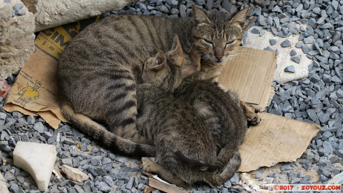 Ile de Gor&eacute;e - Chattes et Chatons
Mots-clés: geo:lat=14.66939396 geo:lon=-17.40022212 geotagged Gor&eacute;e Region Dakar SEN Senegal Ile de Gor&eacute;e patrimoine unesco animals chat