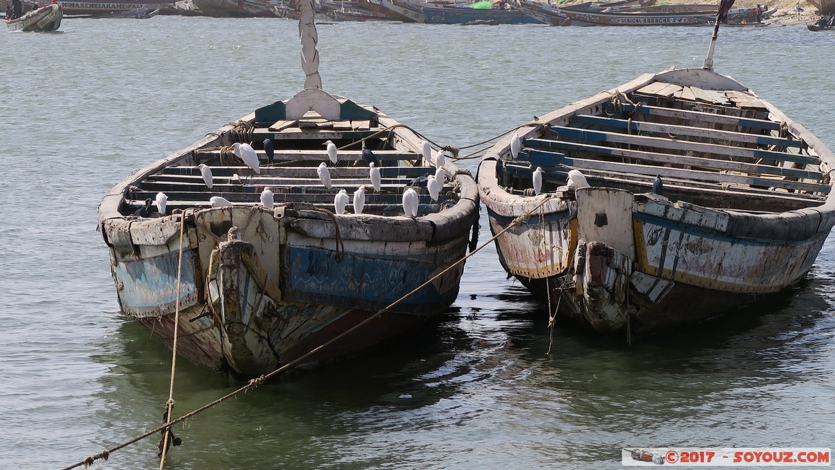 Saint-Louis - Rue Ibrahima Sarr
Mots-clés: geo:lat=16.01894156 geo:lon=-16.50674880 geotagged Region Saint-Louis SEN Senegal Sud Saint-Louis patrimoine unesco bateau animals oiseau