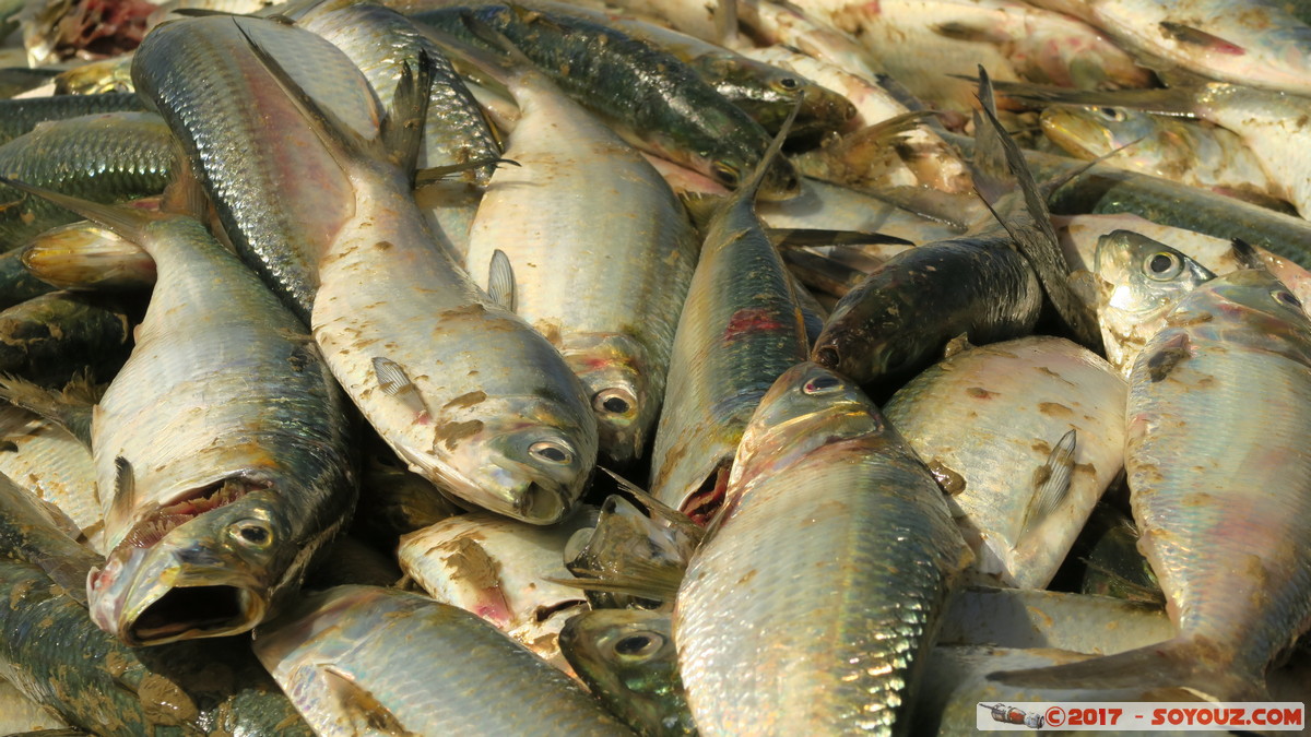 Tioukougne Peul - Retour de la peche
Mots-clés: geo:lat=15.44739283 geo:lon=-16.73365831 geotagged SEN Senegal Thi&egrave;s Tioukougne Peul animals Poisson