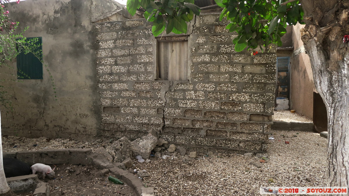 Ile de Fadiouth - Maison en coquillages
Mots-clés: geo:lat=14.15174407 geo:lon=-16.82453960 geotagged Joal-Fadiout SEN Senegal Thi&egrave;s Ile de Fadiouth animals cochon