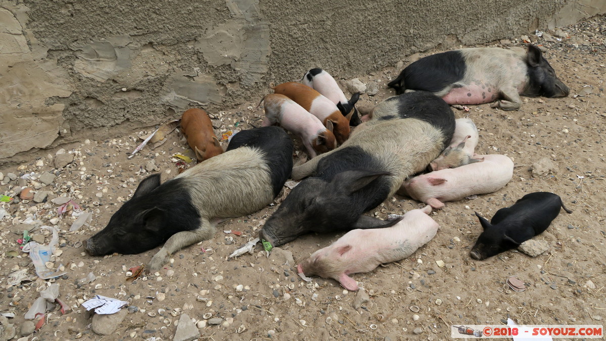 Ile de Fadiouth  - Truie et porcelets
Mots-clés: geo:lat=14.15332796 geo:lon=-16.82400852 geotagged Joal-Fadiout SEN Senegal Thi&egrave;s Ile de Fadiouth animals cochon