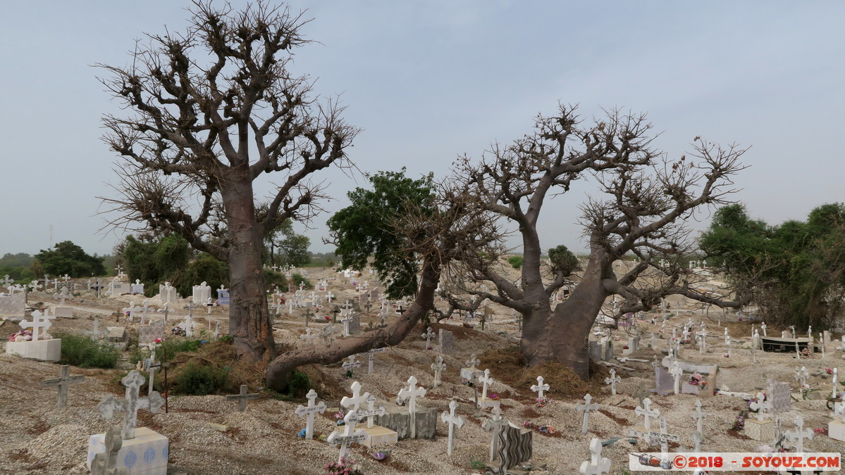 Cimetiere Chretien et Musukman de Fadiouth
Mots-clés: geo:lat=14.15603536 geo:lon=-16.82581365 geotagged Joal-Fadiout SEN Senegal Thi&egrave;s Ile de Fadiouth cimetiere Arbres Baobab